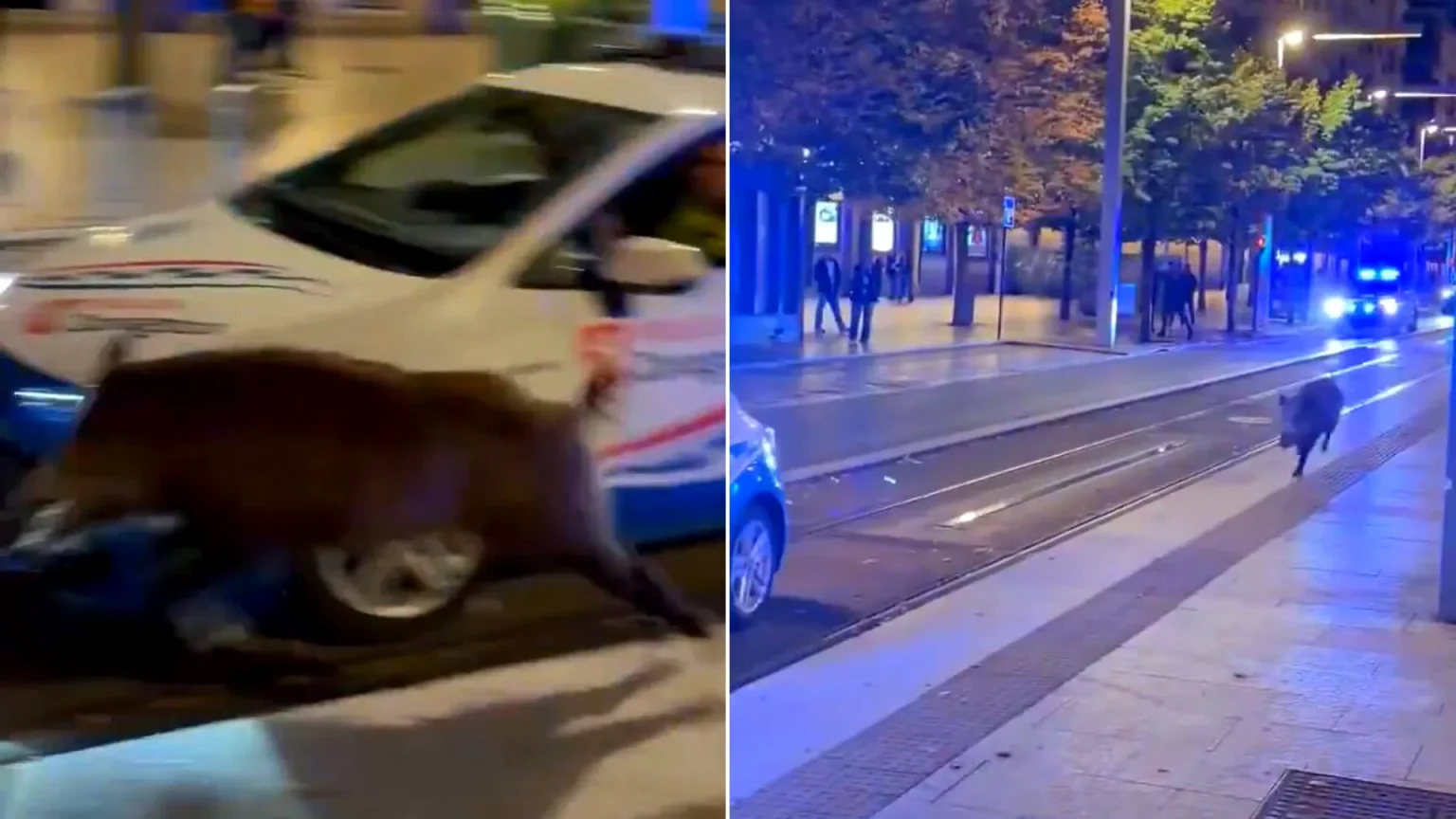 A wild boar went on a rampage through a city centre before charging at a woman inside a nightclub. The animal stunned revellers as it raced through Zaragoza, Spain, in.