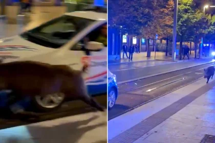 A wild boar went on a rampage through a city centre before charging at a woman inside a nightclub. The animal stunned revellers as it raced through Zaragoza, Spain, in.